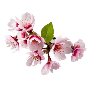 Spring Sakura Petals Png Cmy PNG image