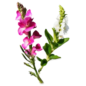 Spring Snapdragon PNG Wrh PNG