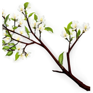 Spring Tree Branch Png 05252024 PNG image