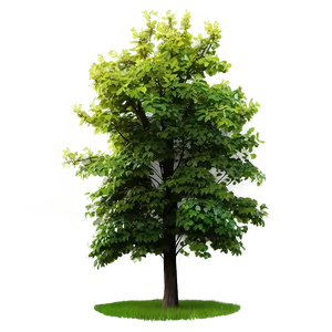 Spring Tree Elevation PNG Ssb97 PNG