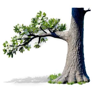 Spring Tree Shadow Png 06272024 PNG image