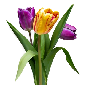 Spring Tulip Png Gtp PNG image