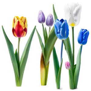 Spring Tulips Field Png 05242024 PNG image