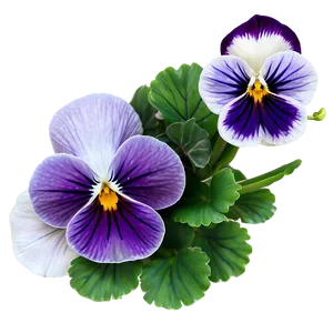 Spring Viola Flower PNG 63 PNG