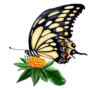 Springtime Butterfly Png 30 PNG image