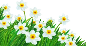 Springtime Daffodils Blooming