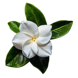 Springtime Gardenia Bloom PNG 06272024 PNG