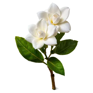 Springtime Gardenia Bloom PNG 34 PNG