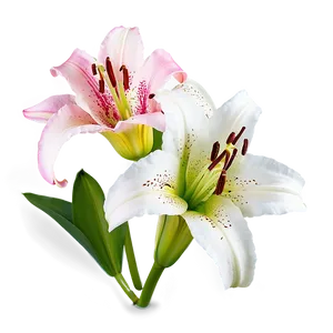 Springtime Lily Flower PNG Koh PNG