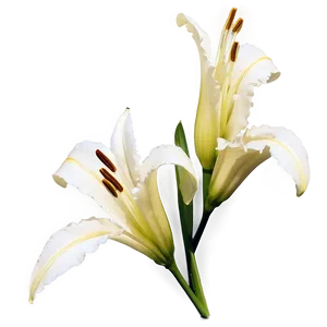 Springtime Lily Flower PNG Wwq93 PNG