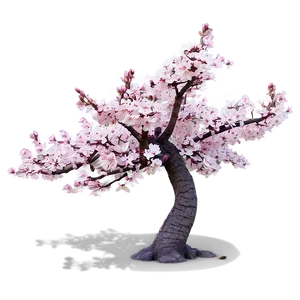 Springtime Sakura Tree Scenery PNG Llu