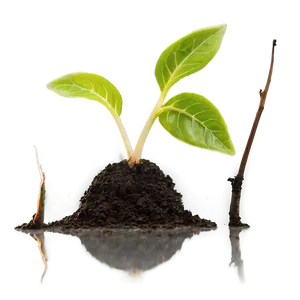 Sprout In Soil Png 06132024 PNG image