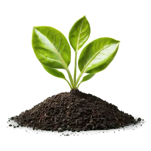 Sprout In Soil Png Bru PNG image