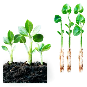 Sprout Seedling Growth PNG Pua4