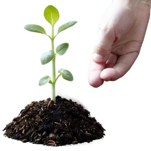 Sprout Seedling Growth PNG Rby