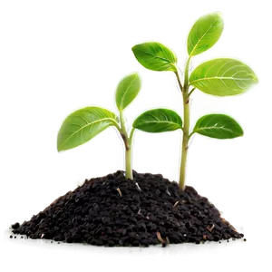 Sprout Seedling Growth PNG Tfv85