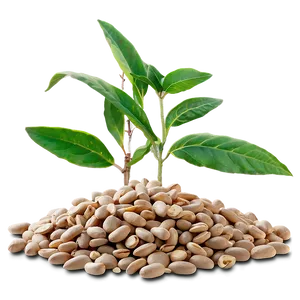 Sprouted Beans Png 05242024 PNG image