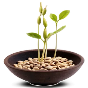 Sprouted Beans Png Jlt PNG image