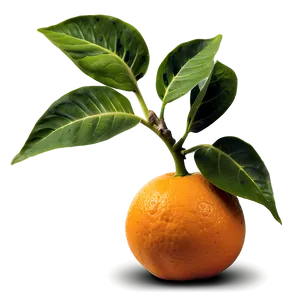 Sprouting Orange Tree Png 36 PNG image