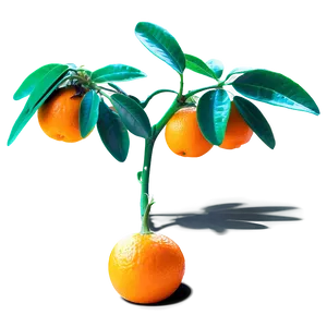 Sprouting Orange Tree Png Loj PNG image