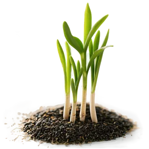 Sprouting Wheat Seedlings Png 05252024 PNG image