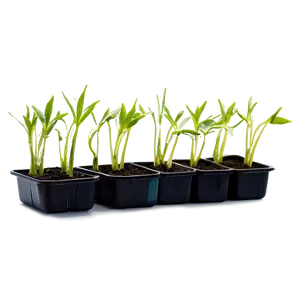 Sprouting Wheat Seedlings Png Nfb89 PNG image