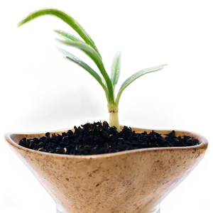 Sprouting Wheat Seedlings Png Viw18 PNG image
