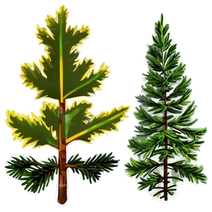 Spruce Tree At Golden Hour PNG 18 PNG