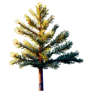 Spruce Tree At Golden Hour PNG Dio9 PNG