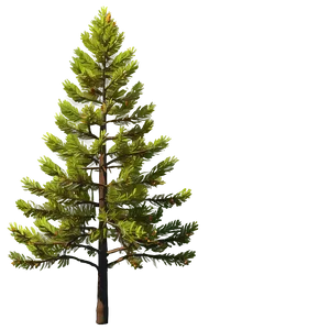 Spruce Tree In Autumn Colors PNG 06132024