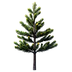 Spruce Tree In Blossom PNG Hfv