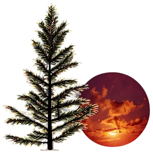 Spruce Tree In Fiery Sunset PNG 06132024 PNG