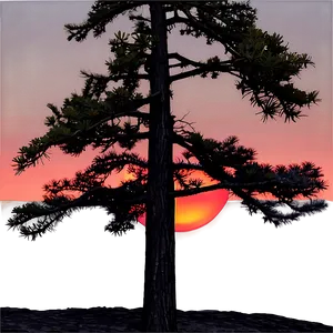 Spruce Tree In Fiery Sunset PNG Njh PNG
