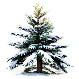 Spruce Tree In Four Seasons PNG 06132024