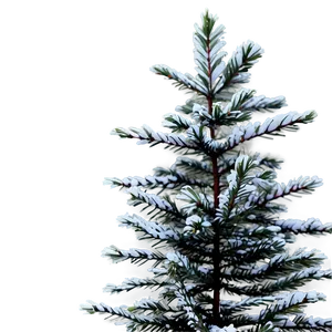 Spruce Tree In Urban Setting PNG 06132024 PNG