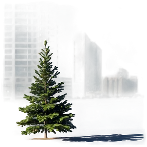 Spruce Tree In Urban Setting PNG 06132024