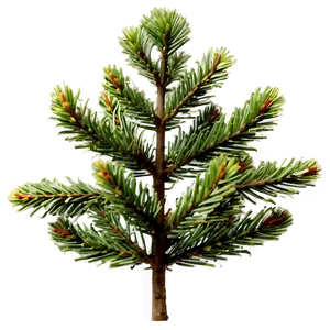 Spruce Tree Seedling Growth Png 06132024 PNG image