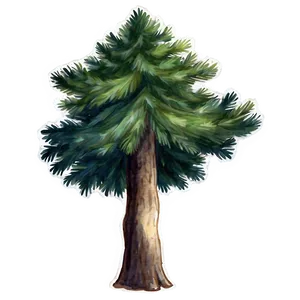 Spruce Tree Watercolor Art Png 06132024 PNG image