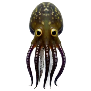 Squid Species Comparison Png Ric31 PNG image