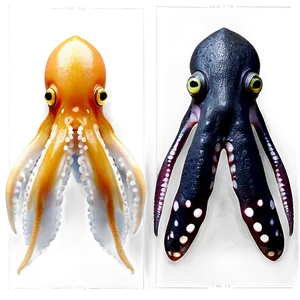 Squid Species Comparison Png Siq38 PNG image