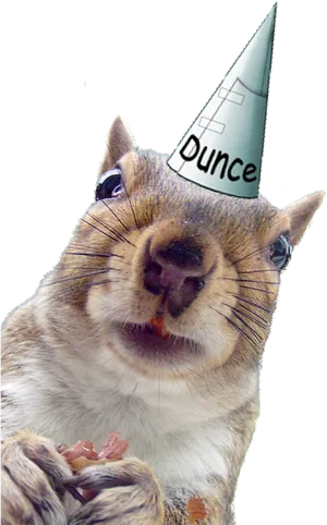 Squirrel Dunce Cap.png PNG