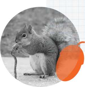 Squirrel_ Eating_in_ Geometric_ Overlay