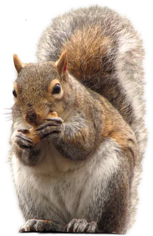 Squirrel_ Eating_ Nut.png