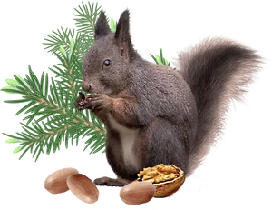 Squirrel_ Eating_ Nuts_ Transparent_ Background.png