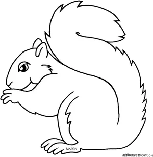 Squirrel_ Line_ Art_ Illustration