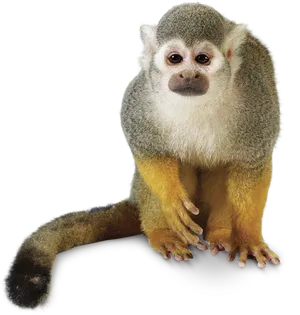 Squirrel Monkey Portrait