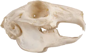Squirrel Skull Side View