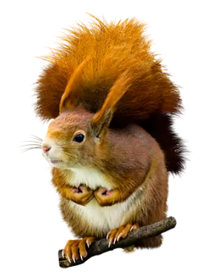 Squirrel_with_ Twisted_ Body_ Illusion