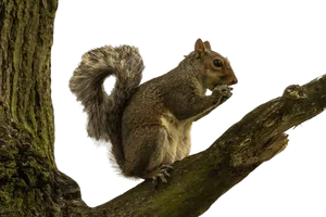 Squirrelon Tree Branch PNG image