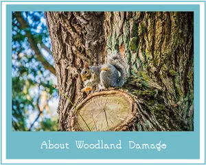 Squirrelon Tree Trunk